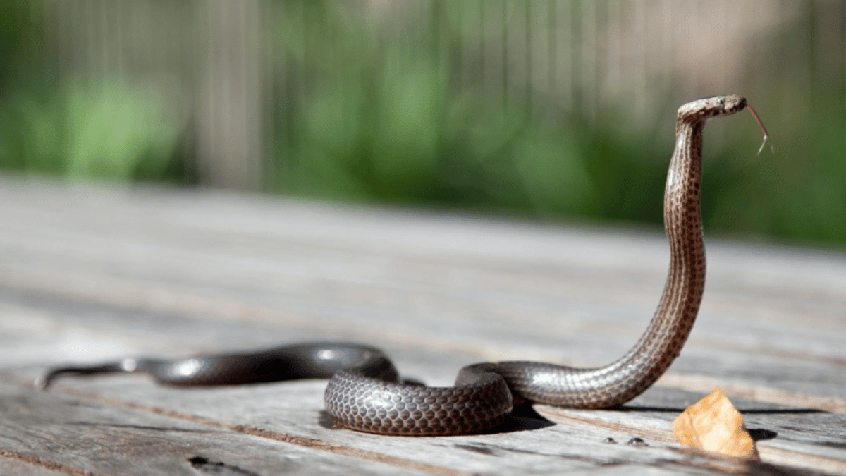 viral-video-deadly-snake-emerges-from-toilet-seat-internet-petrified